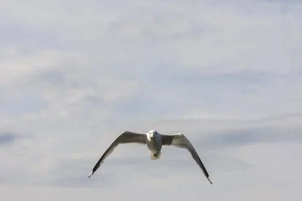 ノルウェーの Eggum の海を飛ぶカモメ — ストック写真