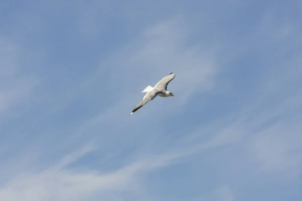 Gaivota Mosca Mar Eggum Noruega — Fotografia de Stock