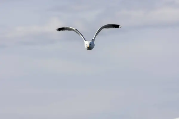 Gabbiano Volo Sul Mare Eggum Norvegia — Foto Stock