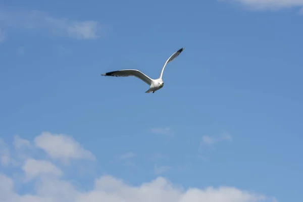 Gaviota Mosca Mar Eggum Noruega — Foto de Stock