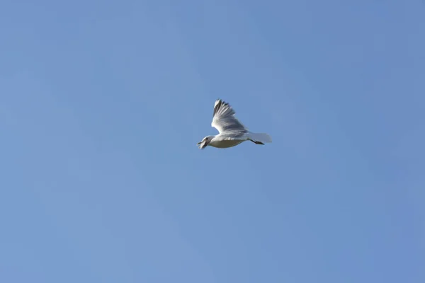 Gaviota Mosca Mar Eggum Noruega — Foto de Stock