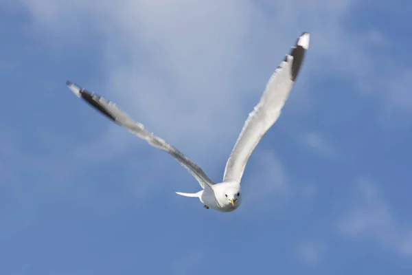 ノルウェーの Eggum の海を飛ぶカモメ — ストック写真