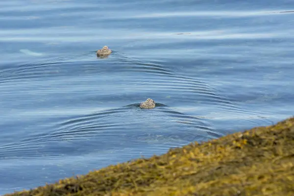 Чайка Мухе Море Eggum Норвегии — стоковое фото