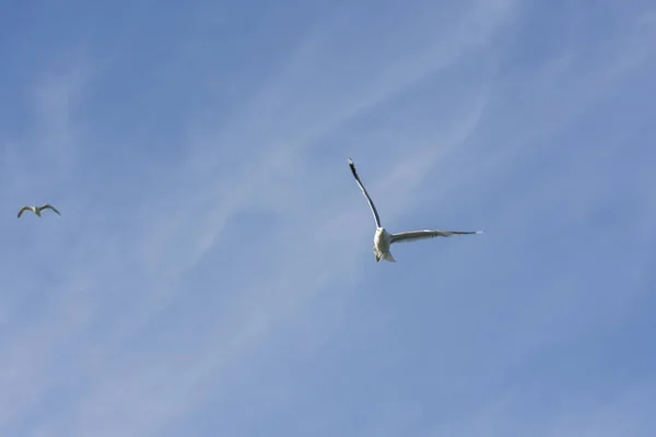 Seagull Fly Sea Eggum Norway — Stock Photo, Image