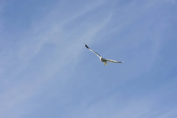 Gaviota Mosca Mar Eggum Noruega — Foto de Stock