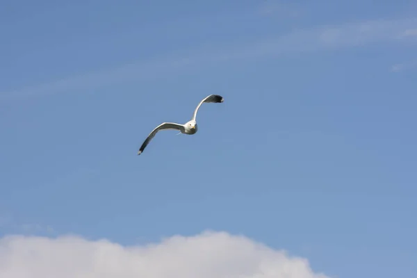 Seagull Vlieg Aan Zee Eggum Noorwegen — Stockfoto