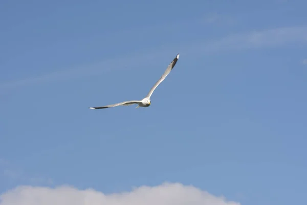Möwe Fliegt Auf Dem Meer Eierlikör Norwegen — Stockfoto
