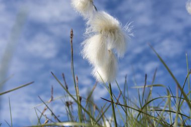 koruma Lofoten Norveç'te Eggum park alanı