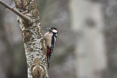 Kırmızı ağaçkakan bir ağaç gövdesi kazma hedefi