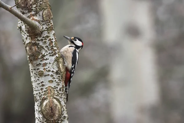 Pájaro Carpintero Rojo Con Intención Cavar Tronco Árbol —  Fotos de Stock