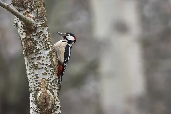 red woodpecker intent on digging a tree trunk