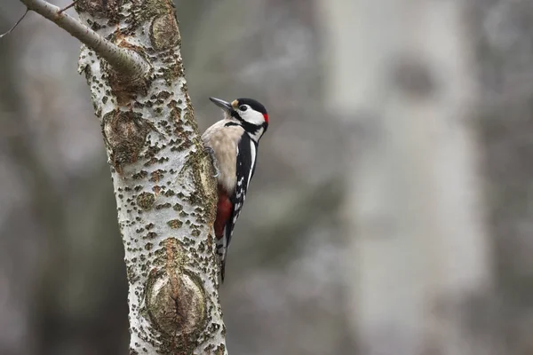 red woodpecker intent on digging a tree trunk