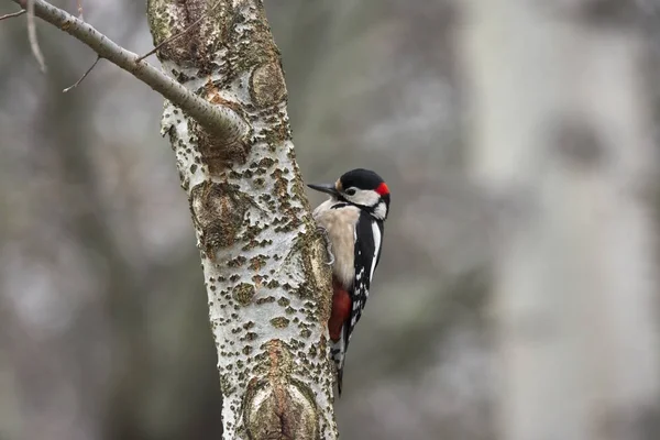 Pájaro Carpintero Rojo Con Intención Cavar Tronco Árbol —  Fotos de Stock