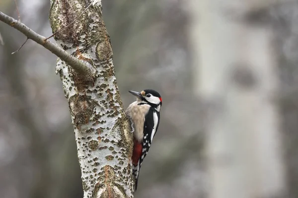 Pájaro Carpintero Rojo Con Intención Cavar Tronco Árbol —  Fotos de Stock