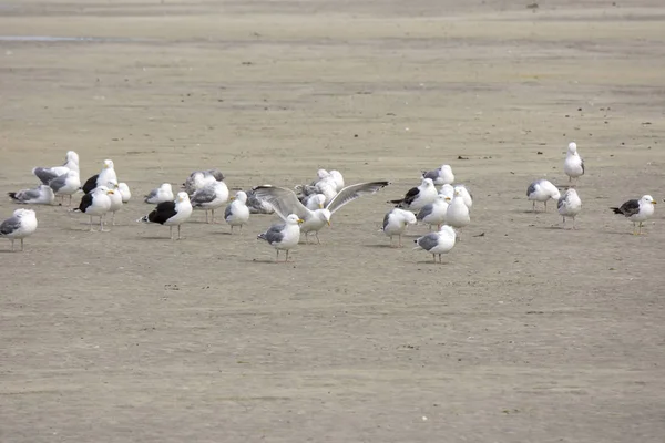 Mouettes Poussins Sur Mer Eggum Norvège — Photo