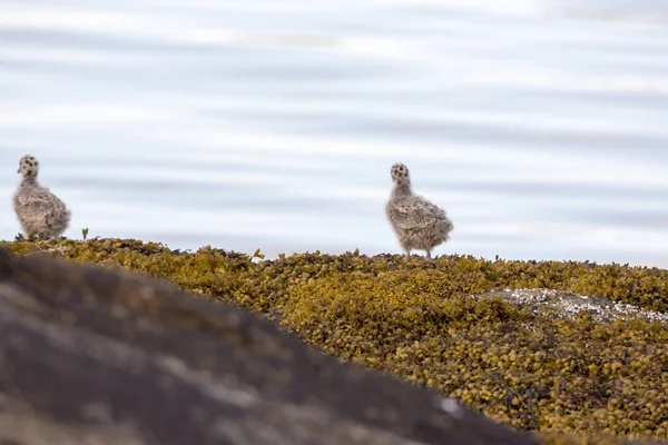 Seagulls Chicks Sea Eggum Norway — Stock Photo, Image