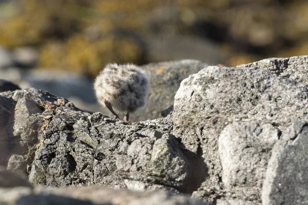 Seagulls Chicks Sea Eggum Norway — Stock Photo, Image