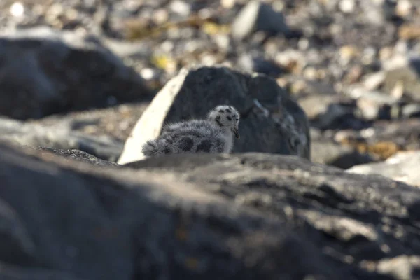 Seagulls Chicks Sea Eggum Norway — Stock Photo, Image