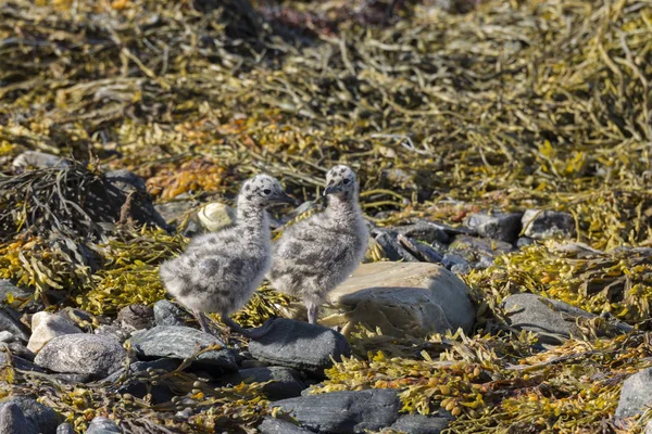Seagulls Chicks Sea Eggum Norway — Stock Photo, Image