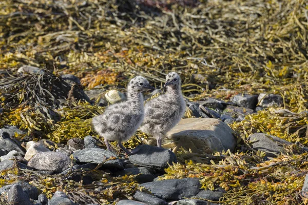 Möwen Und Küken Auf Dem Meer Eierlikör Norwegen — Stockfoto