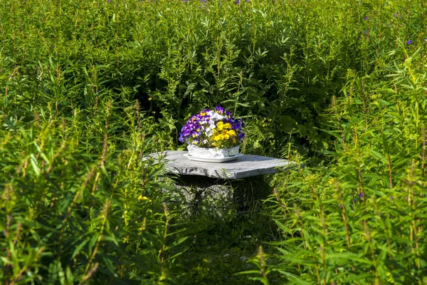 Blomkruka Grönskan Vid Tromsö Norge — Stockfoto