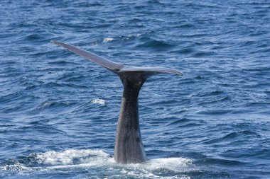 Andenes Lofoten Adaları Norveç'te de, dalış sırasında bir balina kuyruğu