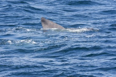 Andenes Lofoten Adaları Norveç'te de, dalış sırasında bir balina kuyruğu