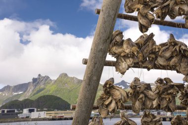 Svolvaer, Norveç'te Lofoten stockfish kurutma için raflar genel bakış