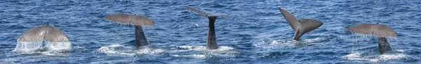 在挪威的敦群岛 Andenes 的鲸鱼潜水序列 — 图库照片