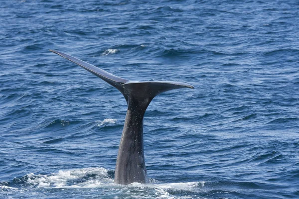 ノルウェーのロフォーテン諸島のアンデネスでダイビングしながらクジラの尾 — ストック写真