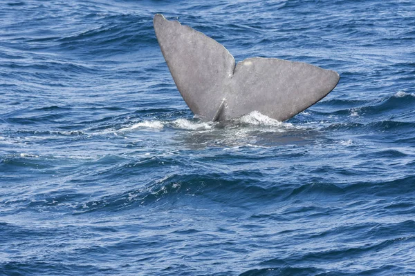 Ουρά Του Μια Φάλαινα Ενώ Καταδύσεις Στο Andenes Στα Νησιά — Φωτογραφία Αρχείου