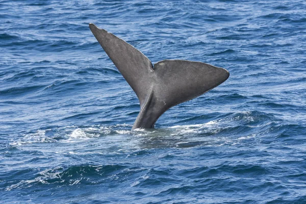 Tail Whale While Diving Andenes Lofoten Islands Norway — Stock Photo, Image