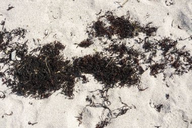 koruma Lofoten Norveç'te Eggum park alanı