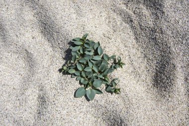 koruma Lofoten Norveç'te Eggum park alanı