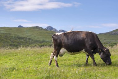 Norveç'te Lofoten Eggum inek