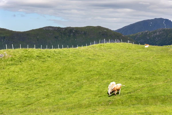 Vaca Eggum Lofoten Noruega — Foto de Stock