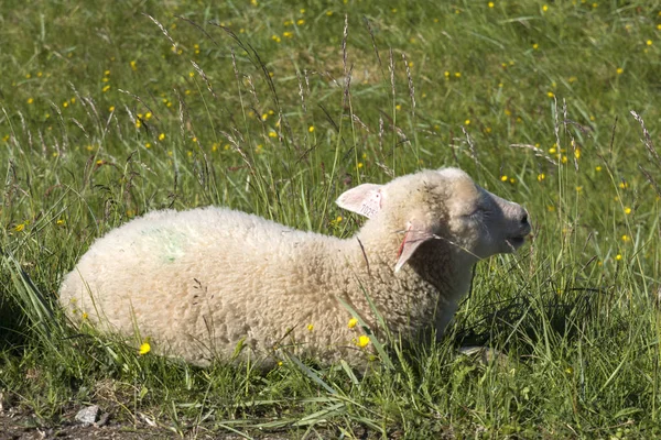 Owce Odpoczynek Trawie Andenes Lofotach Norwegii — Zdjęcie stockowe