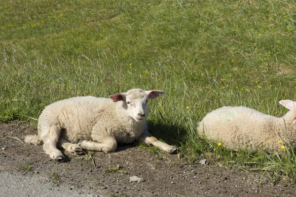 Schafe Ruhen Auf Dem Gras Auf Den Andeninseln Auf Den — Stockfoto