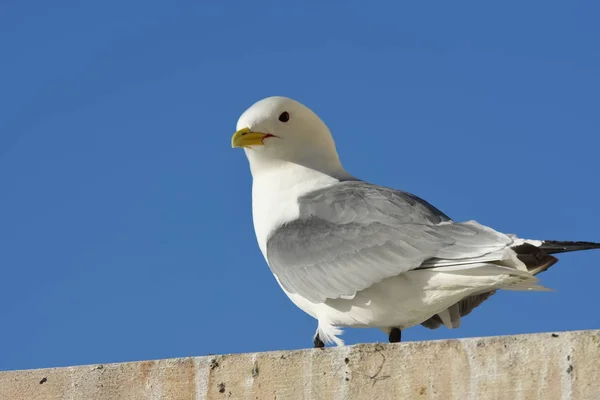 Måsar Reproduktion Nyksund Lofoten Norge — Stockfoto