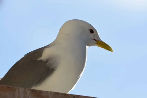 Gaivotas Durante Período Reprodução Nyksund Lofoten Noruega — Fotografia de Stock