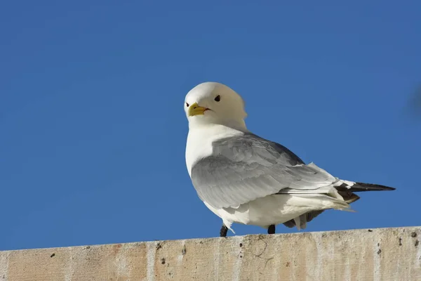 Gaivotas Durante Período Reprodução Nyksund Lofoten Noruega — Fotografia de Stock