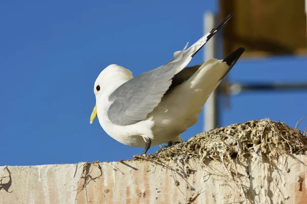 Möwen Während Der Reproduktionszeit Nyksund Auf Den Lofoten Norwegen — Stockfoto