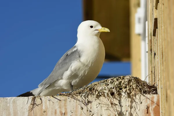 Möwen Während Der Reproduktionszeit Nyksund Auf Den Lofoten Norwegen — Stockfoto