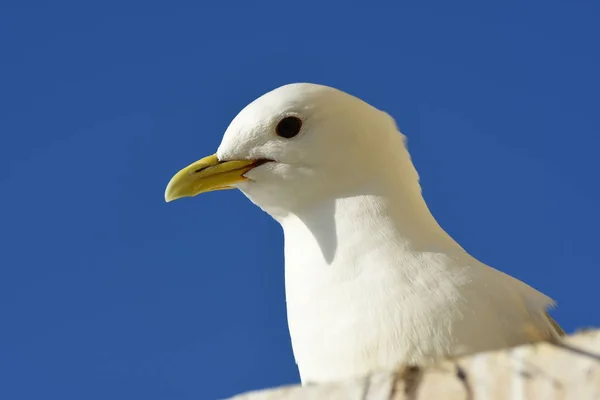 Gulls Period Reproduction Nyksund Lofoten Norway — Stock Photo, Image