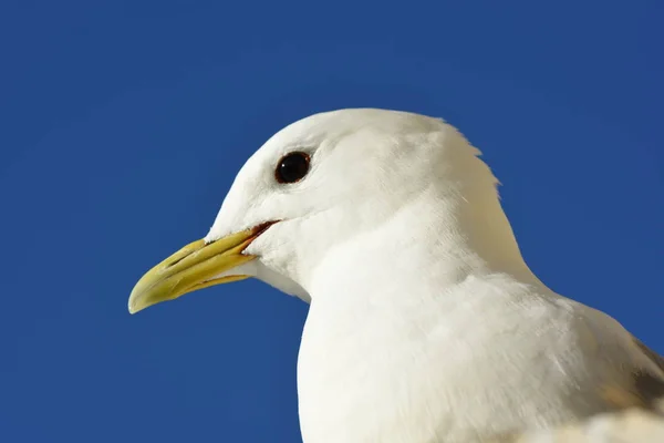 Möwen Während Der Reproduktionszeit Nyksund Auf Den Lofoten Norwegen — Stockfoto