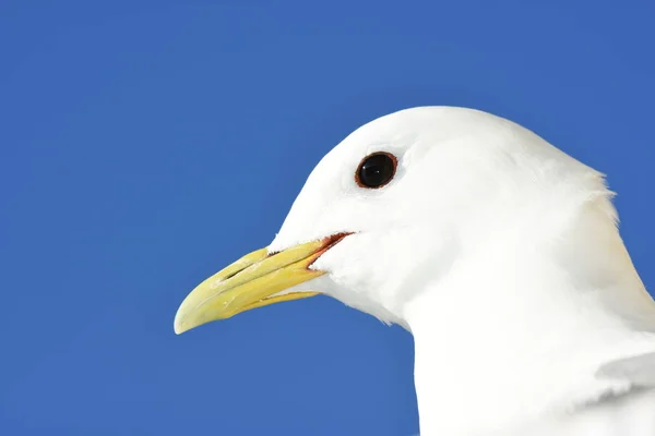 Gulls Period Reproduction Nyksund Lofoten Norway — Stock Photo, Image