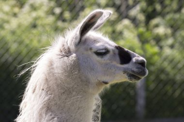 Lama Andenes Lofoten Norveç'te, üreme döneminde