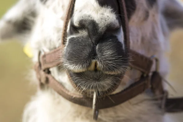 Lama Durante Período Reproducción Andenes Lofoten Noruega — Foto de Stock