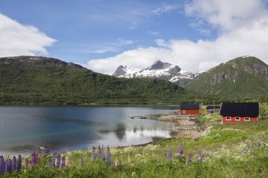 Lofoten Adaları Norveç'te Eggum ve Svolvaer arasındaki yol