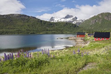 Lofoten Adaları Norveç'te Eggum ve Svolvaer arasındaki yol